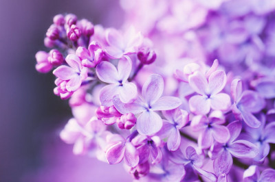 lilac-varieties_21.webp