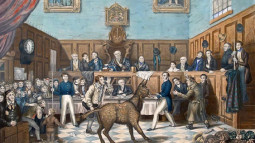 گدھا اور نواب