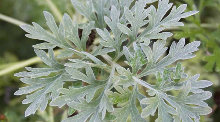 artemisia-absinthium-where-to-buy.webp